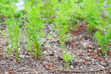 Young Carrot Sprouts in a Vegetable Garden Growing in the SUmmer