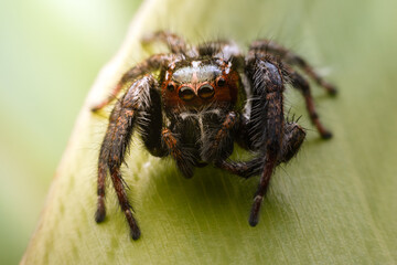 Spiders jumping on leaves. Captured with a close-up macro, the details of the little spider are displayed.