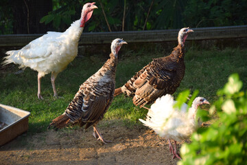 A group of beautiful Turkey Birds (Meleagris) are in a wire cage with fresh green grass.