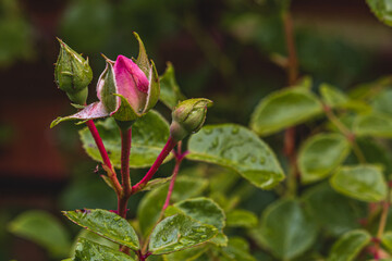 Pink rose bud with dew drops early morning in the garden