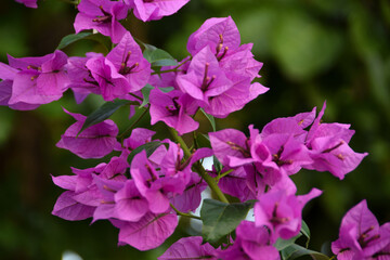 Beautiful bougainvillea flowers with green leaves. Close up view of bougainvillea purple flower. Blooming Purple Bougainvillea flower. Selective Focus
