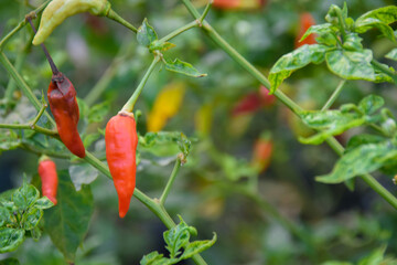 Close up of Red and green chilli on a tree, green chilis grows in the garden. Focus selected