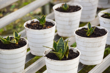 Sansevieria trifasciata grow in a small pot. Sansevieria trifasciata in the garden