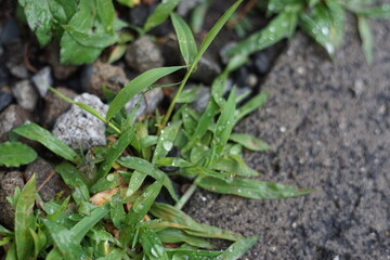 雨粒のついた雑草のアップ