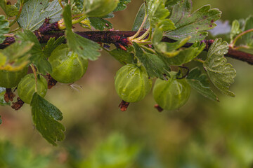 Unripe gooseberry on a bush in summer, close up image of unripe green berries
