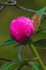 Pink peony bud with dew in the garden