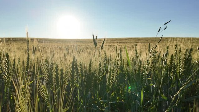 Golden wheat field illuminated by the setting sun under a clear blue sky, capturing the essence of summer and rural tranquility.