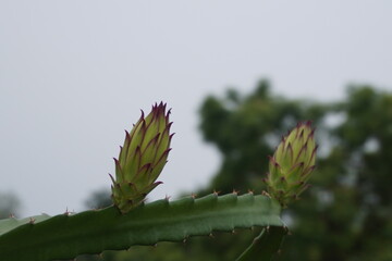 Unique and beautiful texture of dragon fruit flower bud.