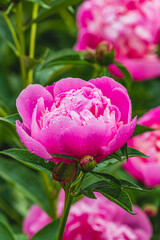 Pink flowers peonies flowering on background pink peonies. Peonies garden.