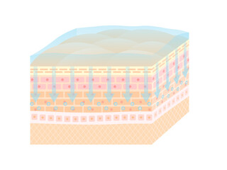 浸透肌うるおい肌断面