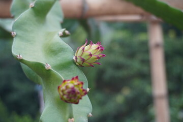 Unique and beautiful texture of dragon fruit flower bud.