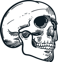 Vintage hand drawn sketch of skull head