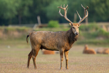 An elk standing in the sunset. Other elks are in the background.