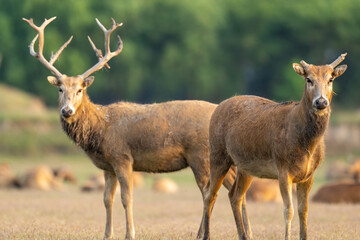 Two elk standing in the sunset.