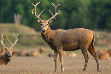 An elk standing in the sunset. Other elks are in the background.