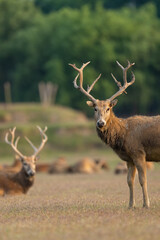 An elk standing in the sunset. Other elks are in the background.