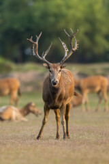 An elk standing in the sunset. Other elks are in the background.