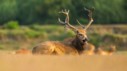 A bull elk sitting on the ground to rest.