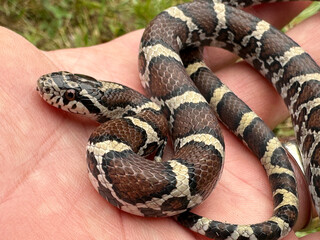 Close-up of a juvenile Eastern Milk Snake, Lampropeltis triangulum, resting in the palm of a hand.  These gentle snakes are found in eastern North America. 