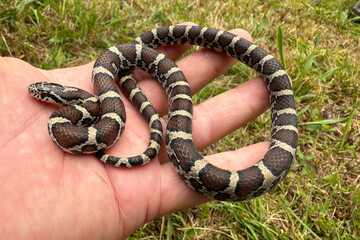 Eastern Milk Snake, Lampropeltis triangulum, a harmless, non-venomous snake resting in a person's hand. 