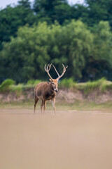 An elk standing in the sunset. Other elks are in the background.