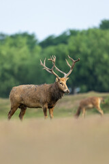 An elk standing in the sunset. Other elks are in the background.