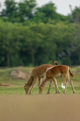 Two elk and an egret.