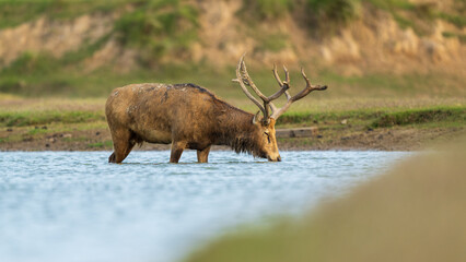 bull elk drinking water in a river.