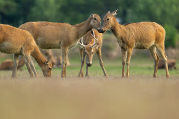 Herds of elk are fighting. Low angle view.