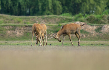 elk in fight, wild animal behaviors