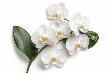 Fototapeta premium A set of exotic orchids isolated against a clean white backdrop