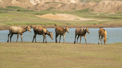 Herds of elk walking together.