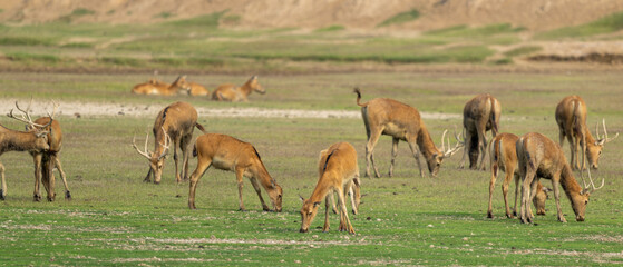 Herds of elk were grazing.