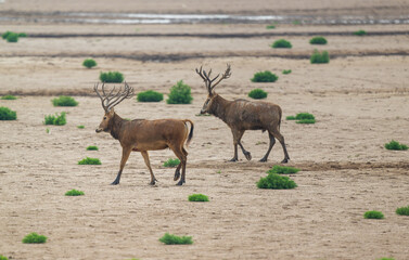 Two elk walk at dry mud beach.