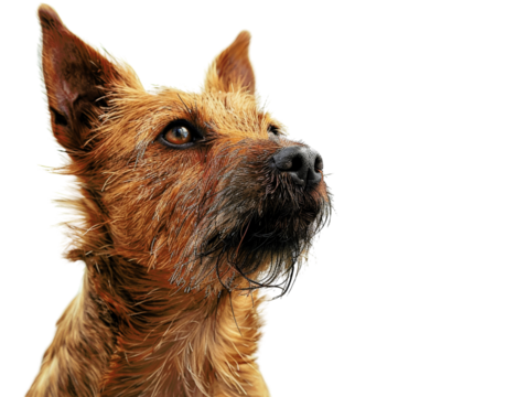 A close-up portrait of a brown dog with a curious expression, looking up and to the left.  The dog has soft, shaggy fur and big, brown eyes.  The background is white.