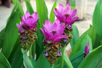 Curcuma sessilis Gage is a herbaceous plant with underground rhizomes. The flowers are in tight bouquets, forming a lower bouquet, cylindrical shape. Soft and selective focus.