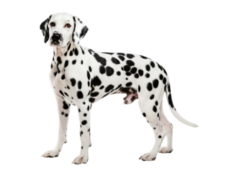 A Dalmatian dog stands alert, its black spots contrasting against its white fur. The dog is looking directly at the camera.