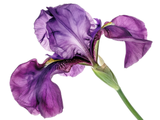 A single purple iris flower with a green stem against a white background. The flower is in full bloom with its petals spread wide.