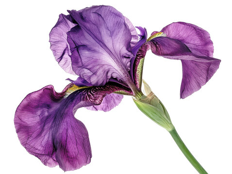 A single purple iris flower with a green stem against a white background. The flower is in full bloom with its petals spread wide.