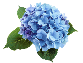 A single blue hydrangea flower with green leaves isolated on a white background.