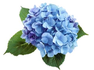 Selbstklebende Fototapeten A single blue hydrangea flower with green leaves isolated on a white background. © admin_design