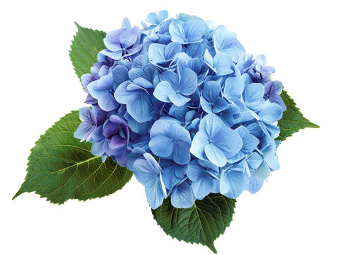 A single blue hydrangea flower with green leaves isolated on a white background.