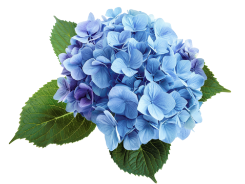 A single blue hydrangea flower with green leaves isolated on a white background.