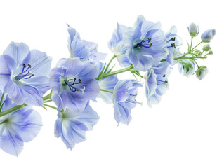 Delicate blue flowers bloom on a stem, creating a soft and elegant floral arrangement.