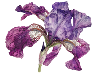 Close-up of a single purple iris flower with delicate white markings on its petals.