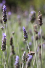 LAVANDA