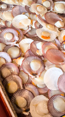 Single Shell Scallop For the background. Fresh food from the sea. Seafood in the restaurant