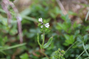 木曽駒ケ岳の風景。駒ケ岳頂上テン場に咲く高山植物。シナノヒメクワガタ。