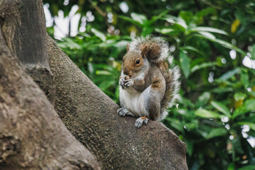 squirrel on a tree