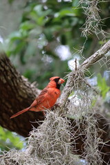 A bright red male cardinal perches on a moss-covered branch in a lush forest setting.